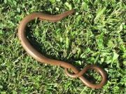 Slow Worm (Anguis fragilis)