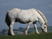 Horse grazing at Northam Burrows