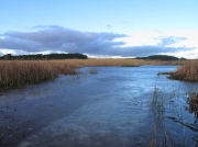 Marazion Marsh