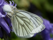 Crab Spider (Misumena vatia) eating Green-veined White (Pieris napi) butterfly