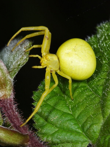 Crab Spider (Misumena vatia)