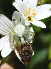 Crab Spider (Misumena vatia) eating Rhingia campestris hoverfly