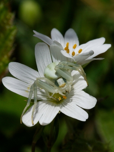 Crab Spider (Misumena vatia)