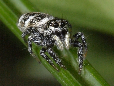 Zebra Spider (Salticus scenicus)