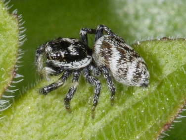 Zebra Spider (Salticus scenicus)
