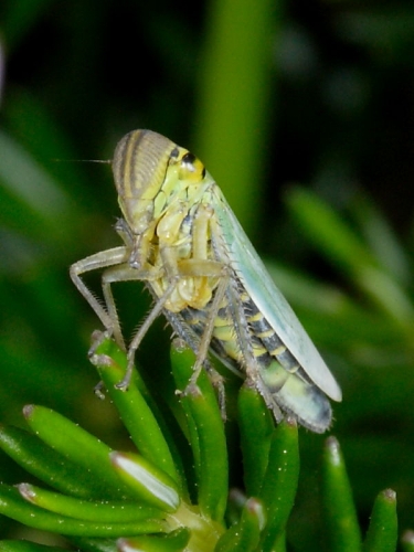 Cicadella viridis