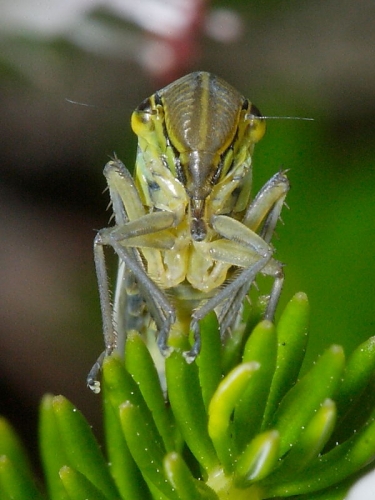 Cicadella viridis