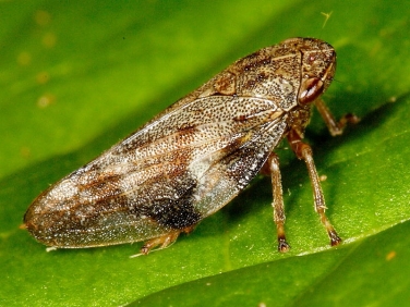 Common Froghopper