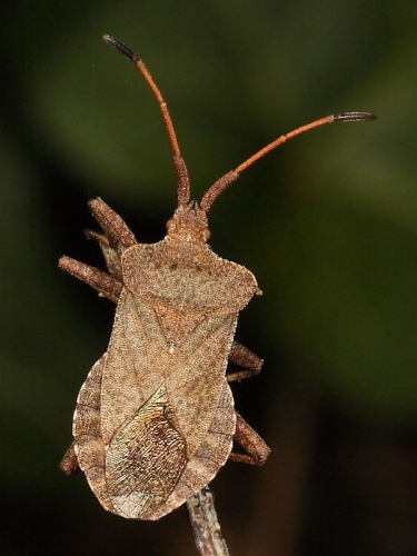 Dock Bug (Coreus marginatus) - adult