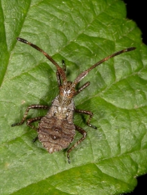 Dock Bug (Coreus marginatus) - early instar