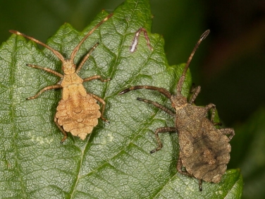 Dock Bug (Coreus marginatus) - mid and final instar