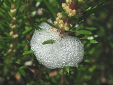 Cuckoo Spit