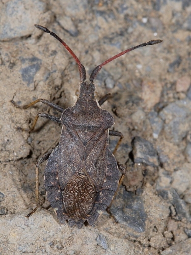Boat Bug (Enoplops scapha) - adult