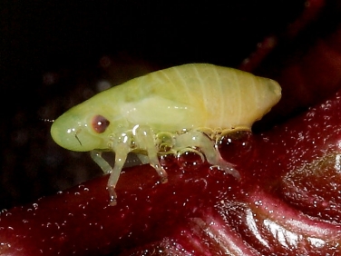 Froghopper - nymph