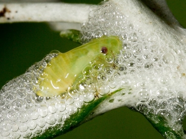 Froghopper - nymph