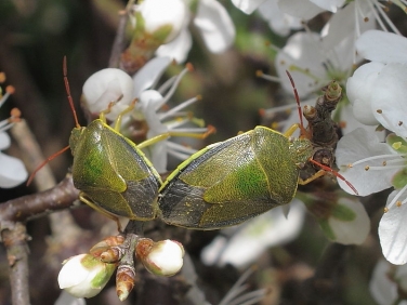 Gorse Shieldbug (Piezodorus lituratus) - mating