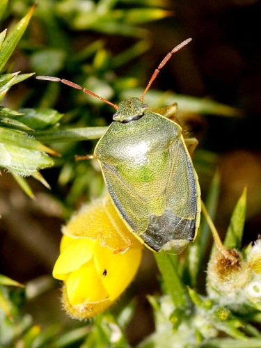 Gorse Shieldbug (Piezodorus lituratus) - spring adult