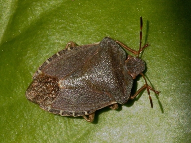 Green Shieldbug (Palomena prasina) - red brown adult