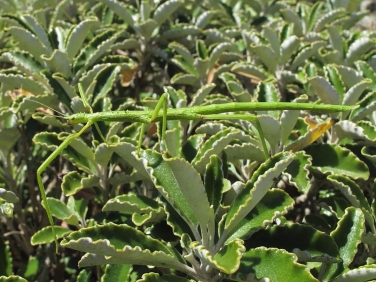 Unarmed Stick-insect (Acanthoxyla inermis) - green form
