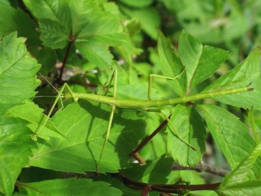 Unarmed Stick-insect (Acanthoxyla inermis) - green form