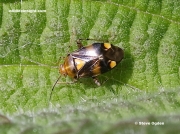 Liocoris-tripustulatus-a-small-yellow-and-brown bug