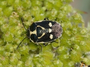 Brassica or Cabbage Bug