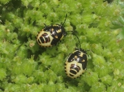 Brassica Bug - nymph