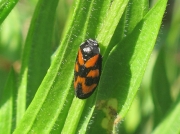 Cercopis vulnerata