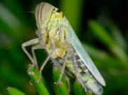 Cicadella viridis