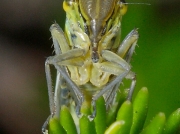 Cicadella viridis
