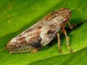 Common Froghopper