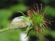 Common Froghopper - nymph