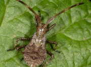 Dock Bug (Coreus marginatus) - early instar