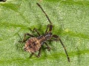 Dock Bug (Coreus marginatus) - first instar