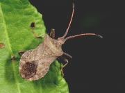 Dock Bug (Coreus marginatus) - adult
