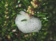 Cuckoo Spit
