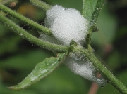 Cuckoo Spit