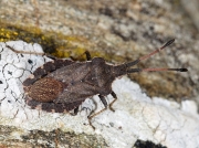 Boat Bug (Enoplops scapha) - adult