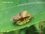Parent Bug (Elasmucha grisea) female brooding eggs