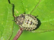 Forest Bug - mid instar nymph