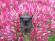 Forest Bug