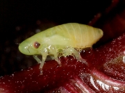 Froghopper - nymph