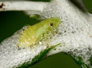 Froghopper - nymph