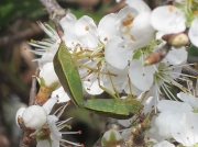 Gorse Shieldbug (Piezodorus lituratus) - mating