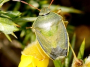 Gorse Shieldbug (Piezodorus lituratus) - spring adult