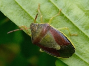 Gorse Shieldbug (Piezodorus lituratus) - late summer adult