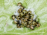 Green Shieldbug (Palomena prasina) nymphs