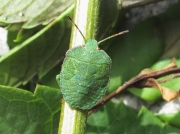 Green Shieldbug (Palomena prasina) - final instar nymph