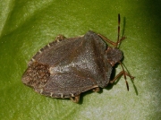 Green Shieldbug (Palomena prasina) - red brown adult