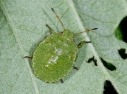 Green Shieldbug (Palomena prasina) - 4th instar nymph